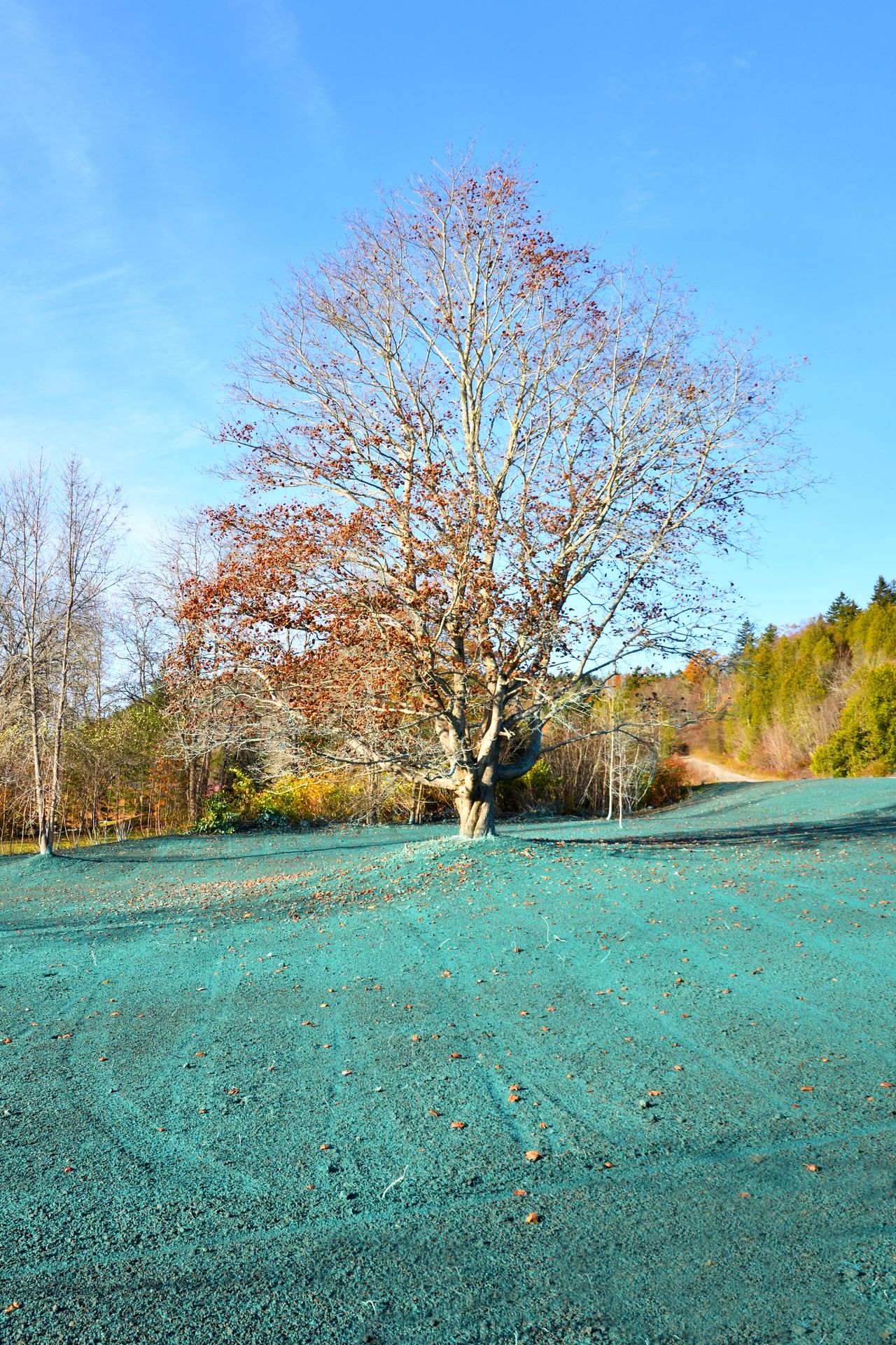 Hydroseeding uses a slurry of organic compounds designed to promote seed growth