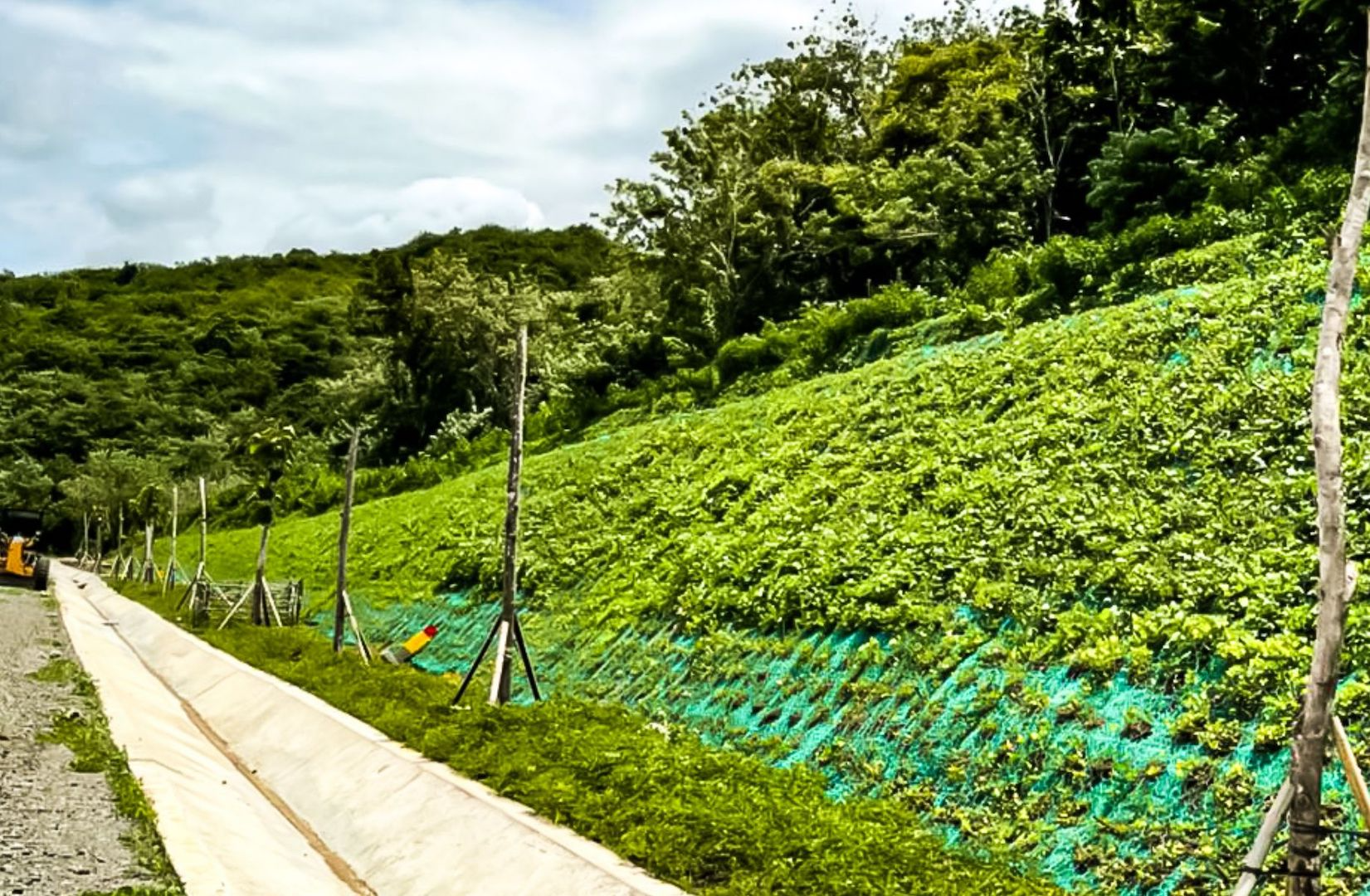 The Role of Vegetation in Erosion Control and Sedimentation